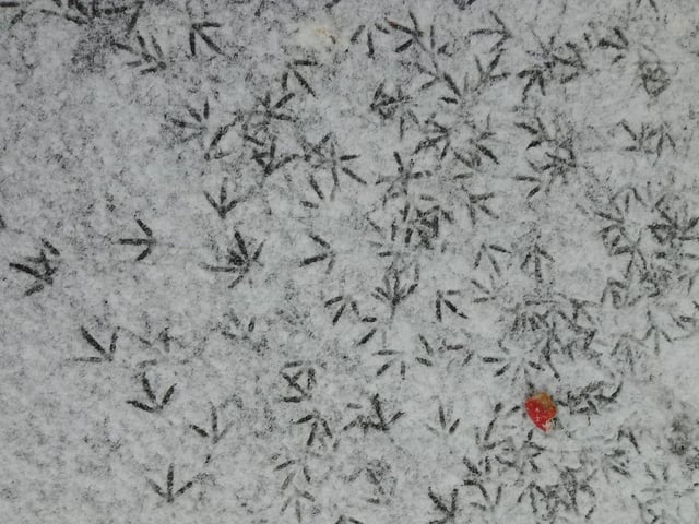 Adam Brock shared this photo of wee footprints in the snow
