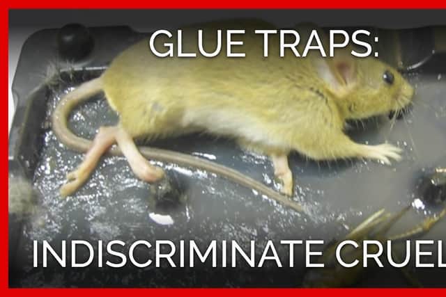 I'm right behind a ban on cruel glue traps