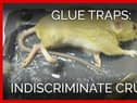 I'm right behind a ban on cruel glue traps