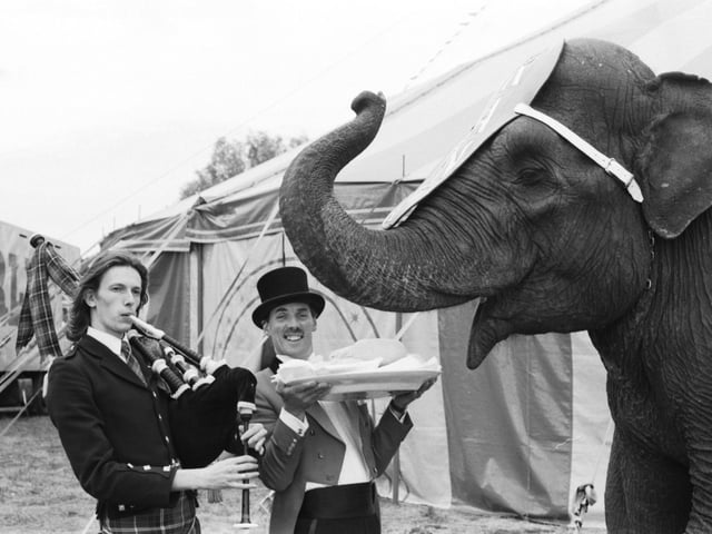Continental Circus Berlin's ringmaster Chris Balthrop gives Rani the elephant a dish of haggis, her favourite food, at ghd ice rink in Edinburgh July 1992 to mark the event coming to town.