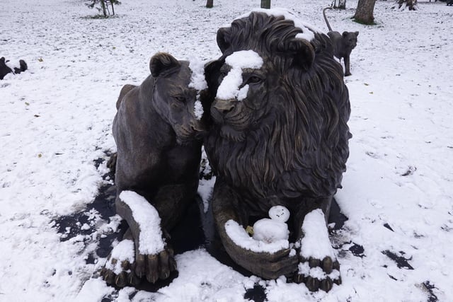 The Born Free lions at the Meadows were joined by a small snowy friend