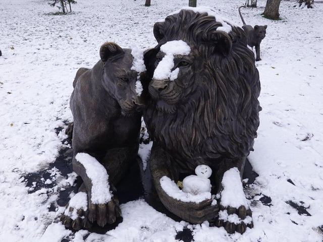 The Born Free lions at the Meadows were joined by a small snowy friend