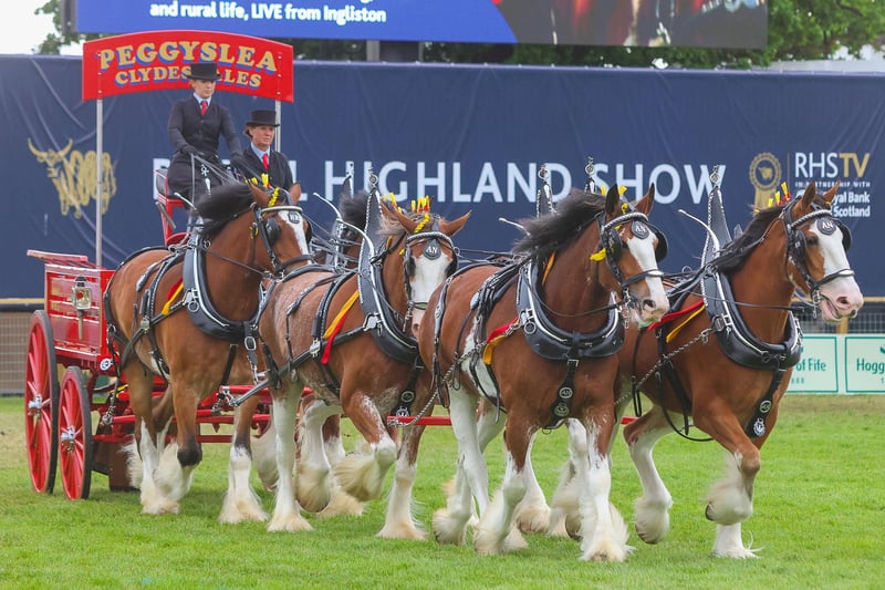 Clydesdale horses are always a special attraction for visitors to the Royal Highland Show.