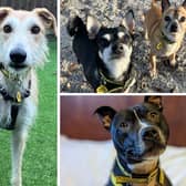 These are just some of the perfect pooches looking for their forever homes in 2023.