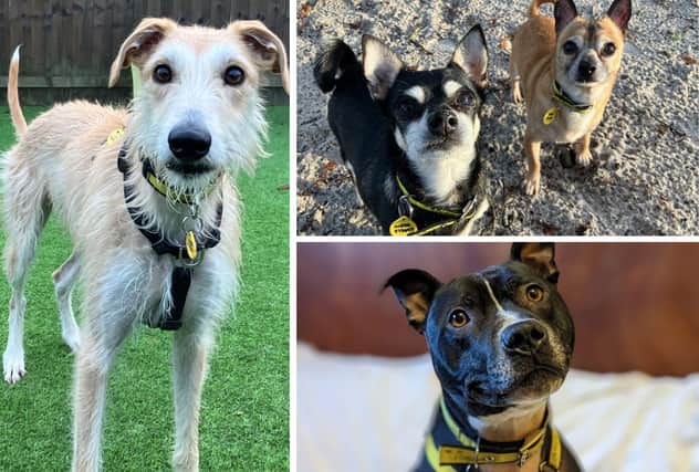 These are just some of the perfect pooches looking for their forever homes in 2023.