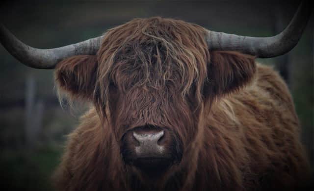 A Highland Cow, or "Heilan' Coo"