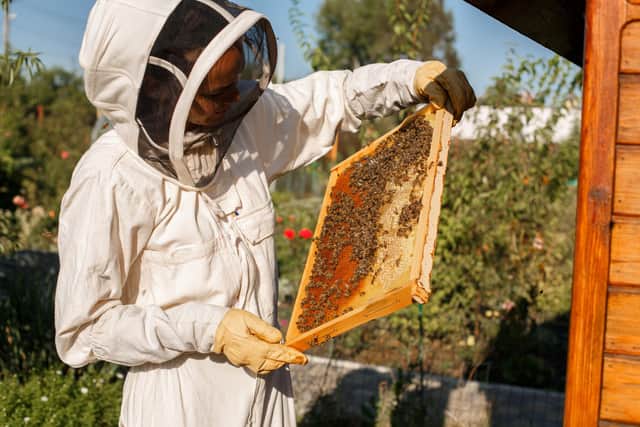 A beekeeper at work with her hives