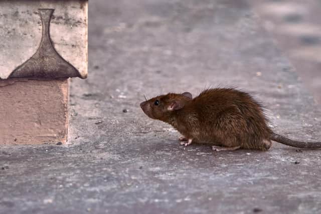 Pest control professionals have reported an increase in rat activity