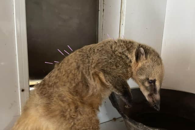 As part of her treatment, up to 21 needles are inserted into Ebony’s back, stimulating sensory nerves and muscles which results in her body producing natural substances, such as pain-relieving endorphins to mitigate and reduce pain
