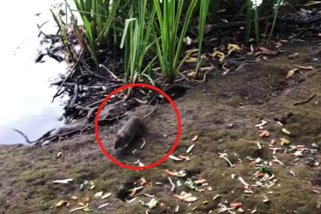 The video, which was taken at 7pm on Friday, July 24, shows two large rodents scurrying around near the railings by the edge of the water in Lochend Park.