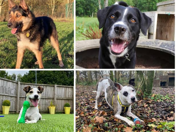 Dogs seeking their forever homes in Edinburgh.  Photo: Dogs Trust