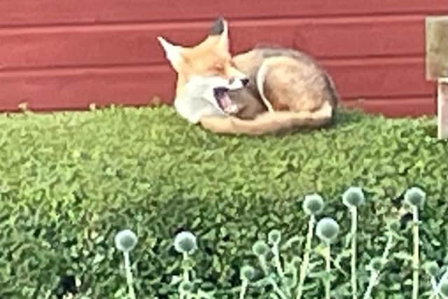 The fox has been spotted sleeping on hedges in Longstone after a hard night of thieving.