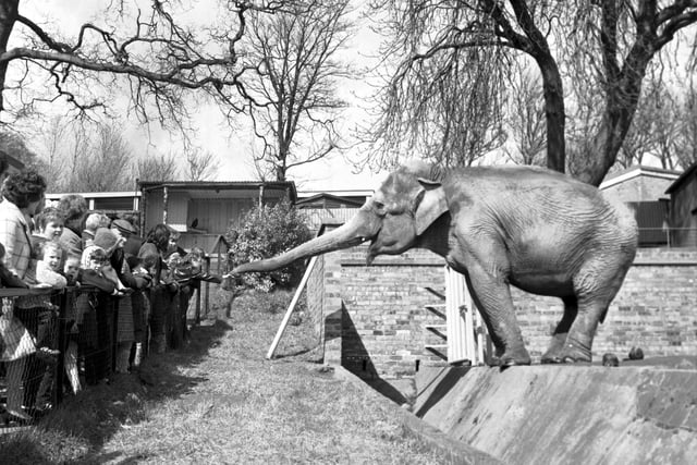 Visitors meet one of the elephants at Edinburgh Zoo in April 1970.