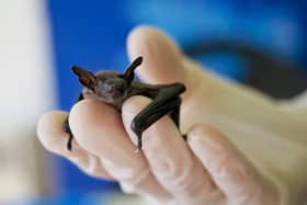 A bat, thought to be a pipistrelle like this one, was recently given a helping hand by staff at East Coast Organics (Picture: Guillaume Souvant/AFP via Getty Images)