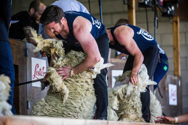 Sheep shearing trials in 2018