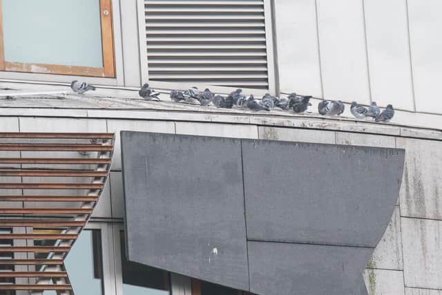 The Holyrood parliament building was branded a 'giant pigeon loft' because of all the nooks and crannies.  Picture: Ian Georgeson.