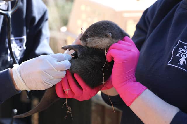Edinburgh zoo asks public to vote on the names for their new, adorable baby otters.