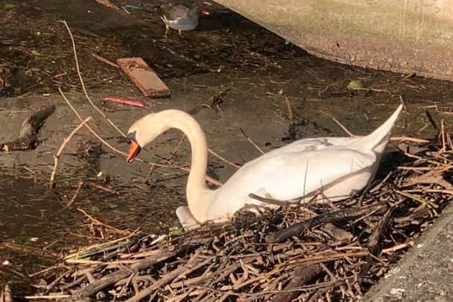 A swan in Leith has been filmed as it cleared its nest of litter thrown into the water by inconsiderate passers-by.
