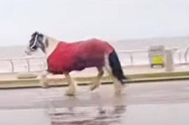 A horse broke loose before running amok on Blackpool Promenade (Credit: The Three Mouseketeers UK)