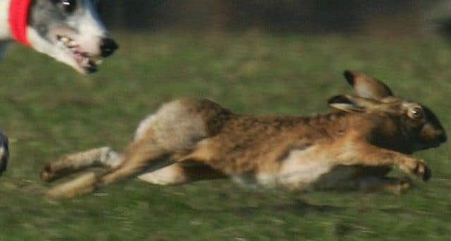Hare coursing is a bloodsport where dogs are used to chase, catch and kill hares. It is illegal in the UK