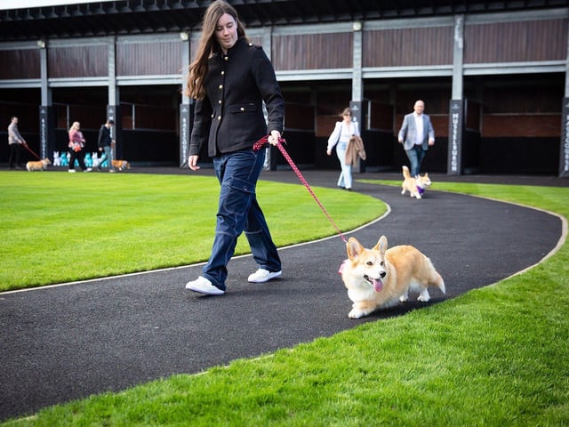 On parage - The Famous Musselburgh Racecourse Corgi Derby on Easter Saturday