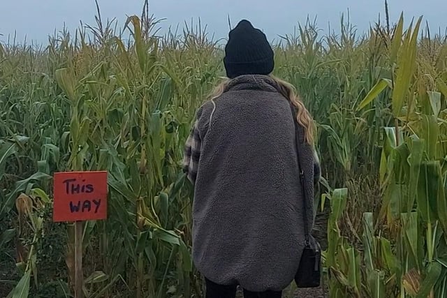 Our reporter Annabelle attempts to find her way in the fog of the corn maze where you are challenged to find your way out to the pumpkin patch.
