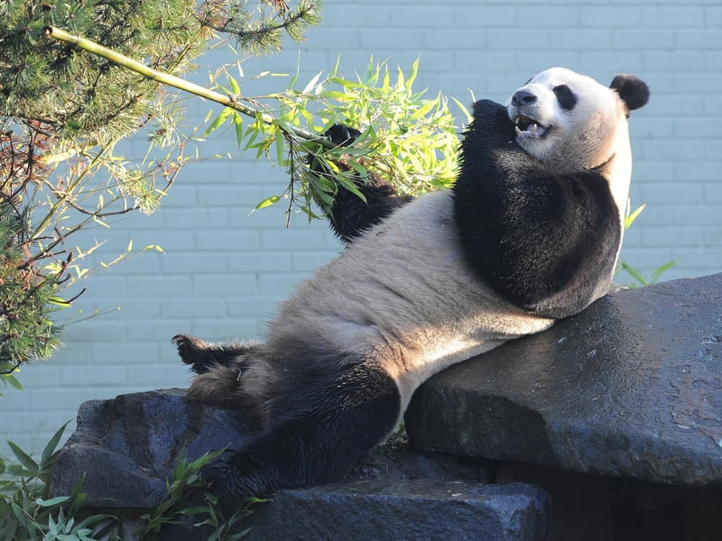 Yang Guang, whose name means sunshine in Mandarin, makes his first appearance in front of the media since arriving from China in December 2011.