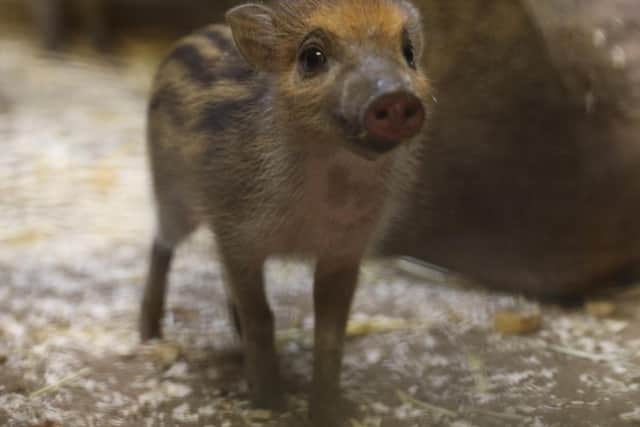 There are thought to only be 200 Visayan warty pigs in the wild. The four adorable piglets were born on June 25. Picture: RZSS
