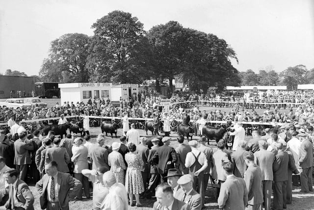 Crowds at the cattle judging at the 1960 Royal Highland Show.