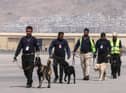 Team of dogs out for exercise