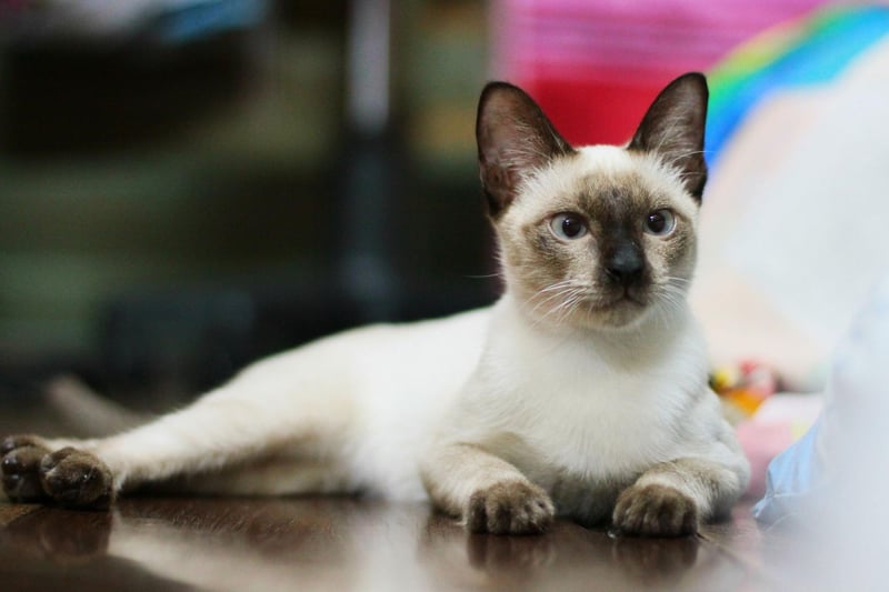 A cat originally native to Thailand, the Siamese Cat is now one of the most popular breeds of cat in Europe and North America - ranking number eight in the UK.