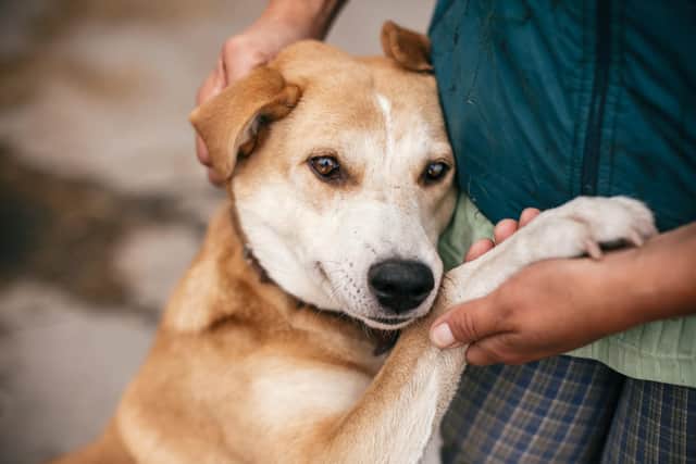 Adopting a dog allows for abandoned dogs to be rehomed