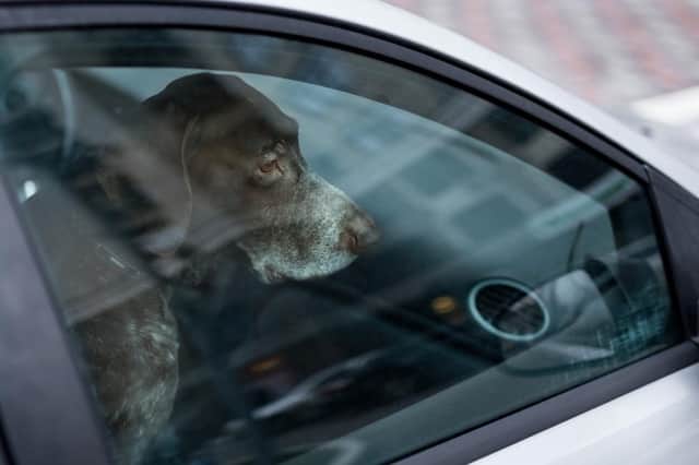 Dogs can die if left inside a car on a hot day (Picture: Shutterstock)