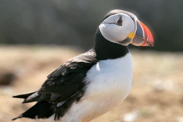Jo Mary said: "What a beautiful puffin."