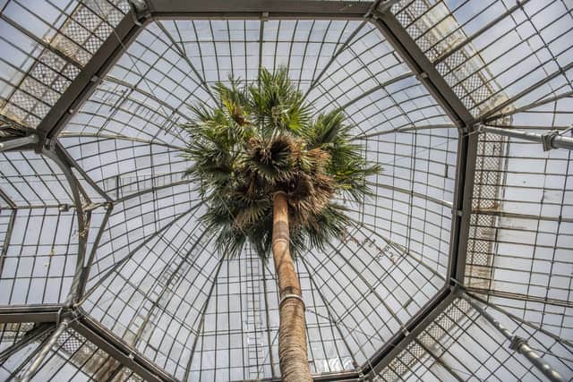 The ancient palm's misidentification was discovered after it outgrew its home at the Botanics
Pic: Lynsey Wilson RBGE
