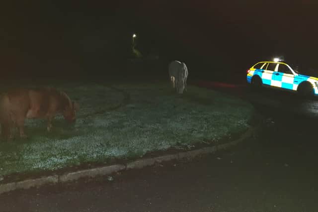 Road Policing Scotland reported the incident with a picture of two horses eating grass in the dark beside Pentland Road (Photo: Road Policing Scotland).