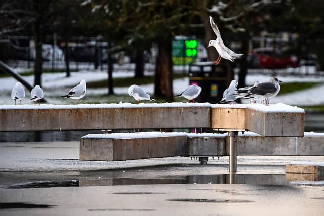 Birds endure inclement weather in Queen's Park on the southside of Glasgow on Friday. Picture: Andy Buchanan/AFP via Getty Images.