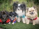 Kim Smith sent in this adorable photo of her dogs. She said: "Here's our 'pocket pack', Evie, Nina, Charlie and Ella.