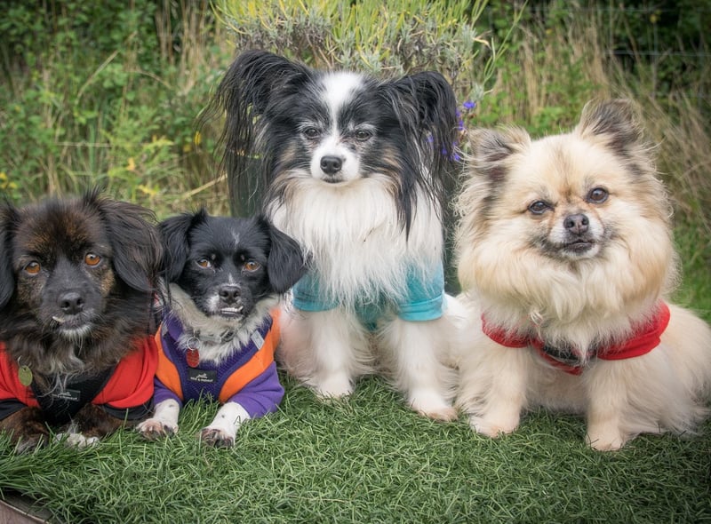 Kim Smith sent in this adorable photo of her dogs. She said: "Here's our 'pocket pack', Evie, Nina, Charlie and Ella.