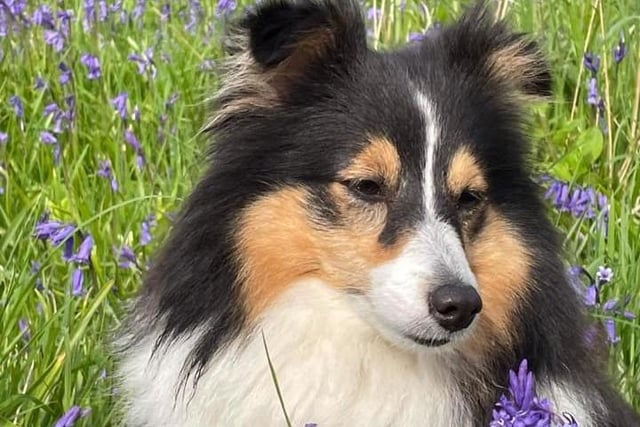 Linda King sent over this great photo of her dog Hope in amongst the bluebells.