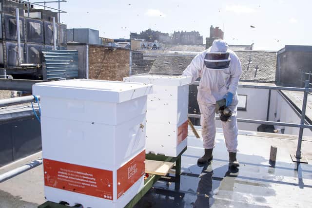 The rooftop is home to about 20,000 bees. Pic: Lisa Ferguson