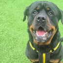 Edinburgh rescue dog Dexter the Rottweiler has so much love to give (Dogs Trust West Calder)