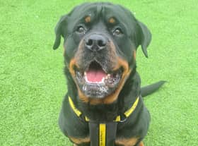 Edinburgh rescue dog Dexter the Rottweiler has so much love to give (Dogs Trust West Calder)