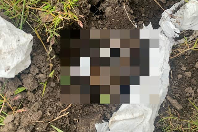 The puppies were found buried in a shallow hole in Edinbrugh.