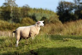 Thieves are thought to have stolen 27 Cheviot and Swale ewes at some point between Sunday, November 15, and Sunday, November 22.