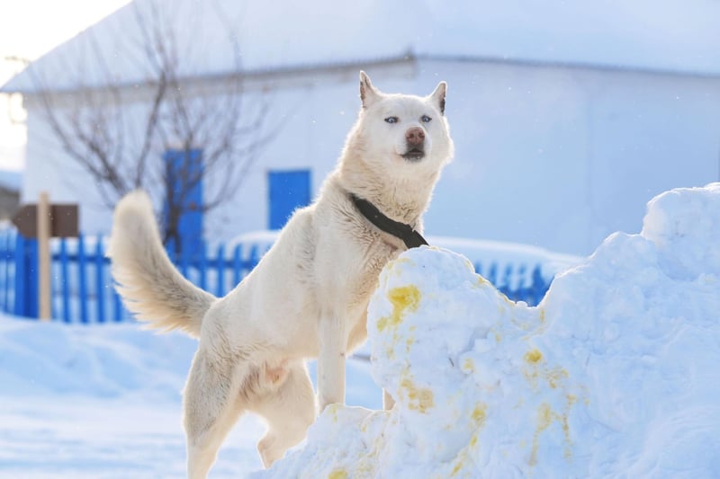 The Siberian Husky is so good at coping with icy weather due to its two coats that are cozier than almost any other breed. It's undercoat is dense and wavy, while its topcoat is thicker and straighter.