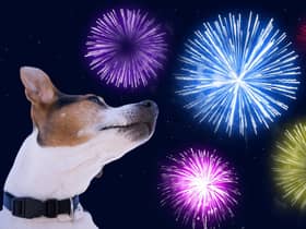 Fireworks can be very scary for pets (photo: Adobe)