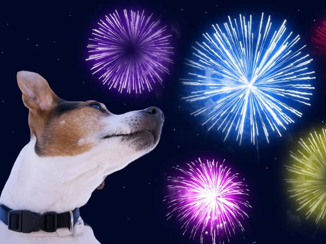 Fireworks can be very scary for pets (photo: Adobe)