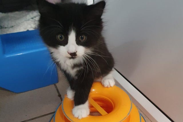 Meet little Bandit. This 12 weeks old domestic semi-long hair is a total cutey. Another beautiful little chap, with lots of confidence. He is playful, and a real sweetie. He could live in a home with children of all ages. To give Bandit a home, see: https://rspca-radcliffe.org.uk/animal/bandit/