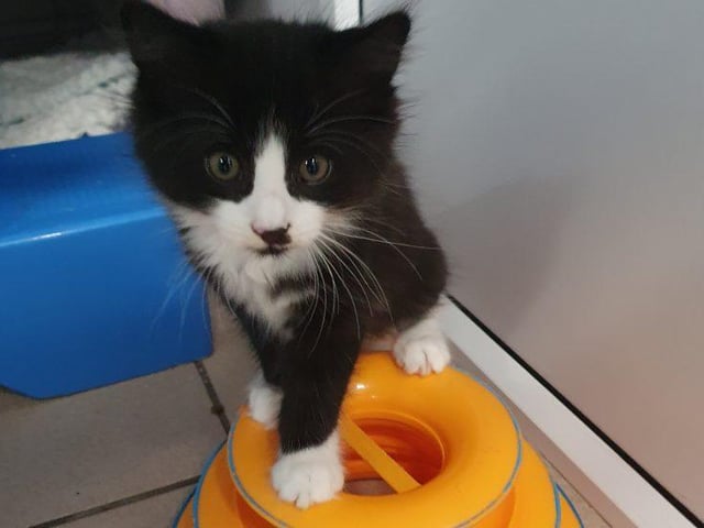 Meet little Bandit. This 12 weeks old domestic semi-long hair is a total cutey. Another beautiful little chap, with lots of confidence. He is playful, and a real sweetie. He could live in a home with children of all ages. To give Bandit a home, see: https://rspca-radcliffe.org.uk/animal/bandit/